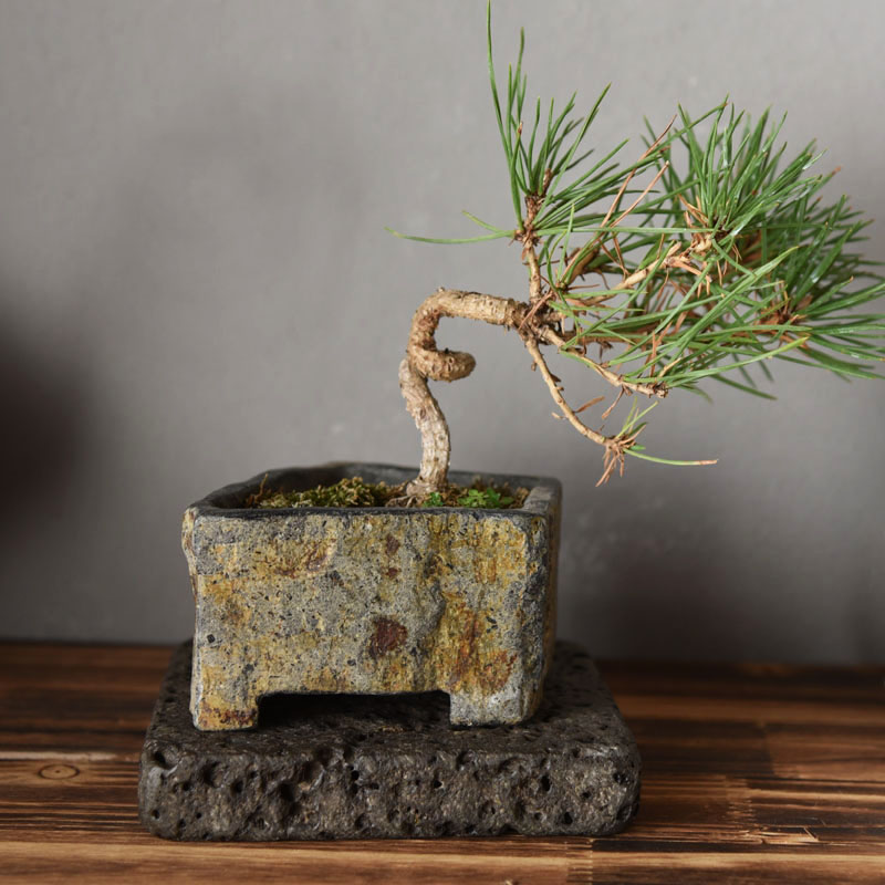 Basalt Natural Stone Flower Po - Bonsai Garden Indoor 评论和价格